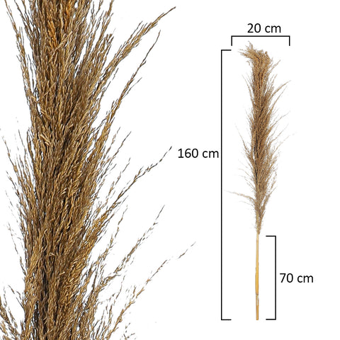 Gray Natural Dried Pampas Grass