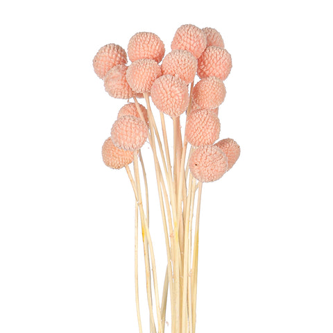 Natural Dried Craspedia Flower