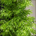 Artificial bamboo plant outdoor in a garden or patio setting