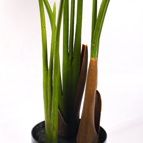 Close-up of banana plant fake leaves showcasing vibrant greenery