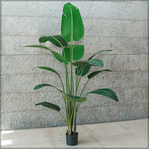 Artificial Banana Plant 2m High in a modern living room