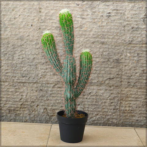 San Pedro Cactus Plant