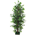 Artificial ficus plant for modern interiors