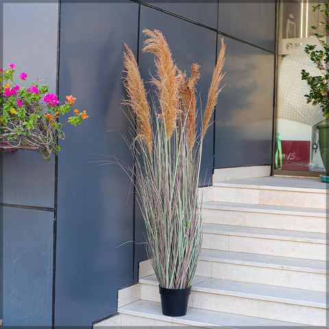 Pampas Grass Plant 1.8 Meter High for Elegant Home Decoration