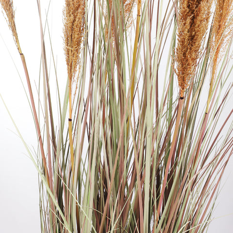 Extra Large Pampas Grass for Indoor and Outdoor Use