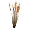 Tall Pampas Grass for Garden and Outdoor Spaces