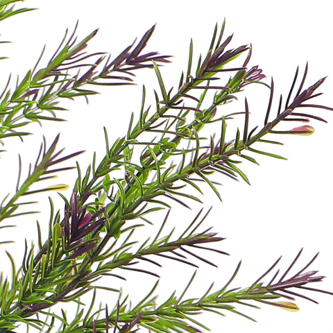 Fake rosemary bush for decorative herb garden displays