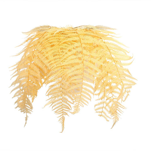 Dried Plant Fern Leaves