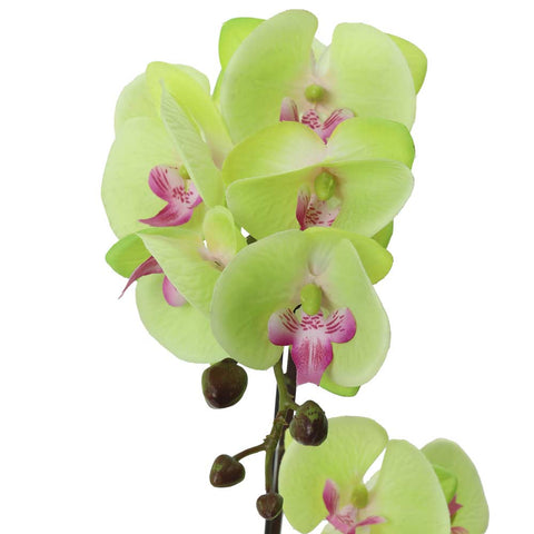 Fake Potted Orchid Flower With 2 Stem