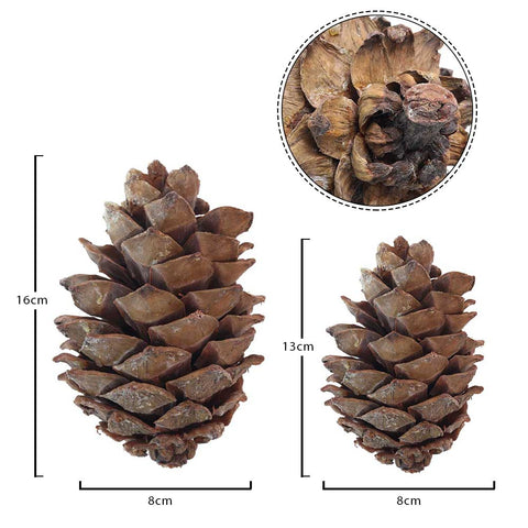 10PCS Natural Christmas Pine Cones