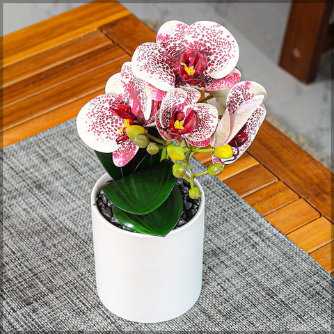 Potted Orchid Flower Arrangement