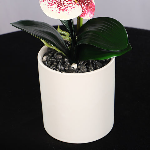 Potted Orchid Flower Arrangement