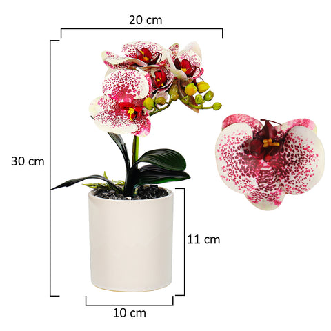 Potted Orchid Flower Arrangement