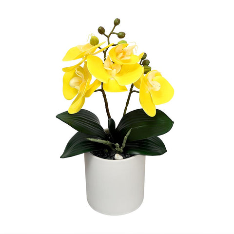 Potted Orchid Flower Arrangement