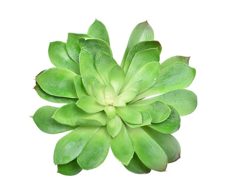 artificial echeveria peacockii succulents