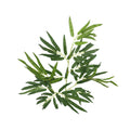 Decorative artificial bamboo leaves