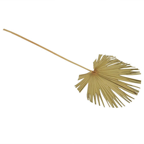 Natural Dried Palm Spear Leaf-Nature Fan-S