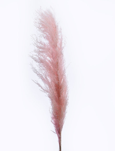 Dried Reed Pampas Grass Pink