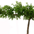 Large artificial ficus tree for living room