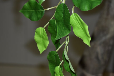 Durable decorative ficus tree for indoors