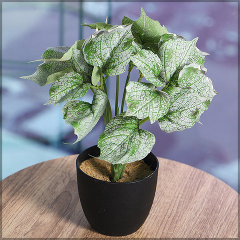 Small Green Syngonium Plant in a pot