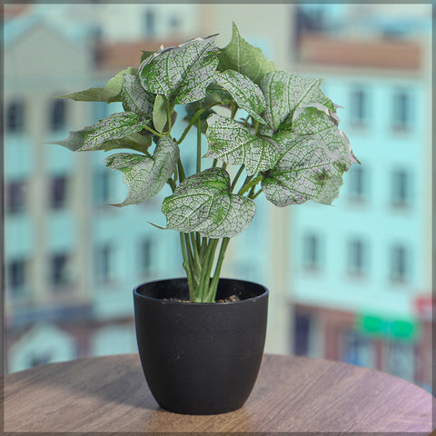 Small Green Syngonium Plant in a pot