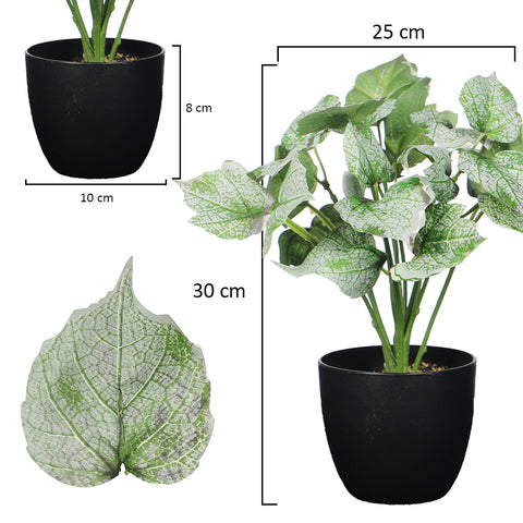 Small Green Syngonium Plant in a pot