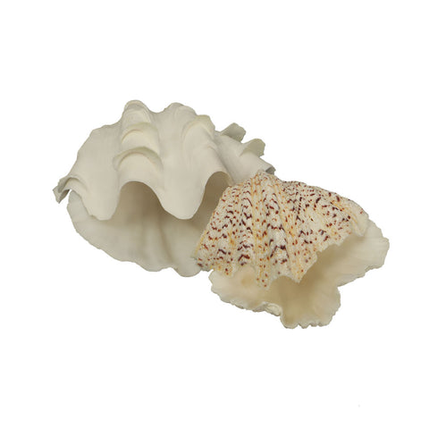 1 KG Natural Sea Shell-Shell-B