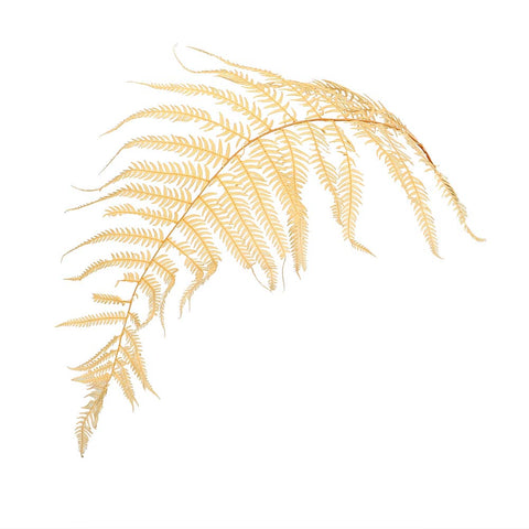 Dried Plant Fern Leaves