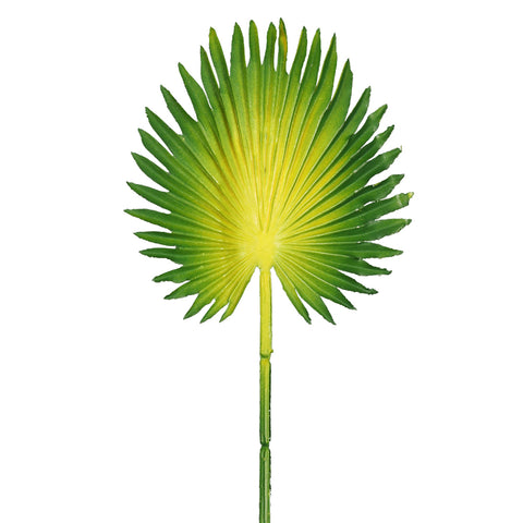 Large palm leaf for indoor plants