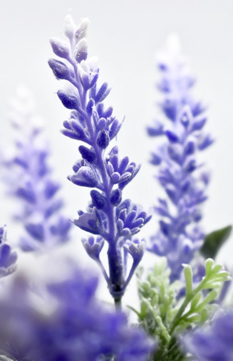 Potted Artificial Lavender Flowers