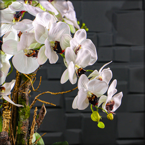 White Artificial Phalaenopsis