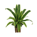 Artificial Snake Plant Leaf Yellow for Home Decor