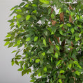 Decorative 2.7 m phyco plant for offices and reception areas