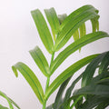 Maintenance free green palm plants for effortless decoration