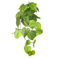 Artificial green Syngonium vines