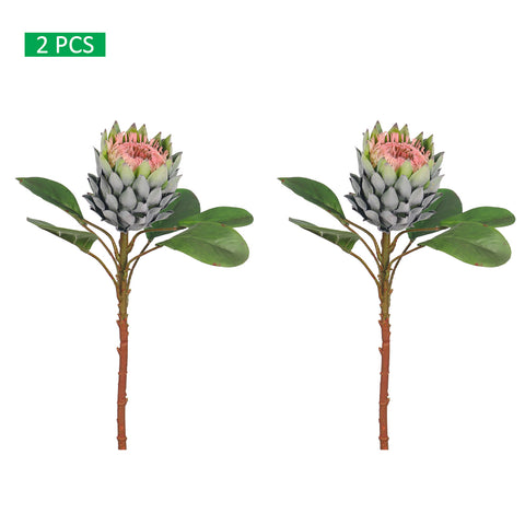 Realistic Flower King Protea Stem with Green Leaves