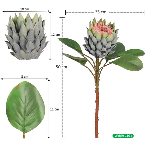 Realistic Flower King Protea Stem with Green Leaves