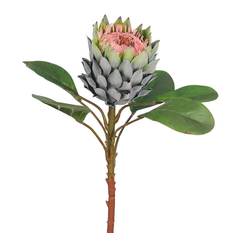 Realistic Flower King Protea Stem with Green Leaves