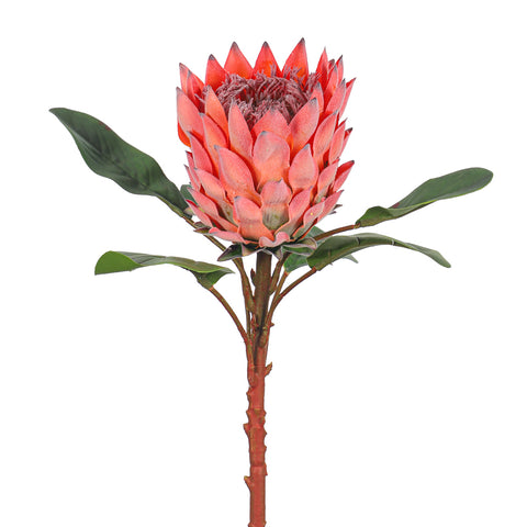 Realistic Flower King Protea Stem with Green Leaves