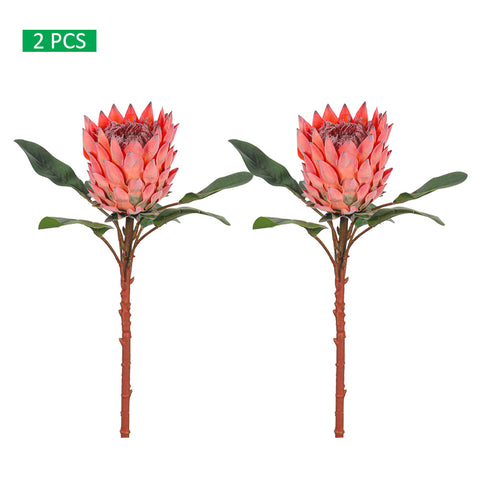 Realistic Flower King Protea Stem with Green Leaves