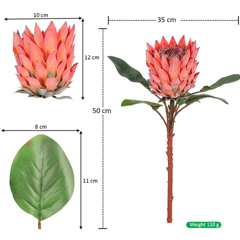 Realistic Flower King Protea Stem with Green Leaves