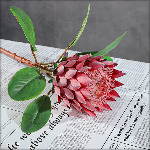 Realistic Flower King Protea Stem with Green Leaves