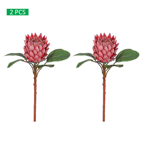 Realistic Flower King Protea Stem with Green Leaves