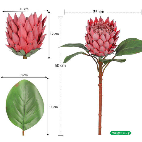 Realistic Flower King Protea Stem with Green Leaves