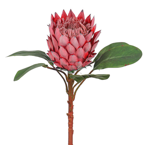 Realistic Flower King Protea Stem with Green Leaves