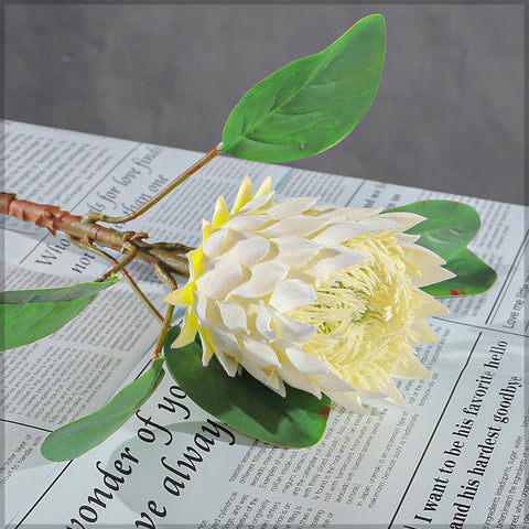 Realistic Flower King Protea Stem with Green Leaves