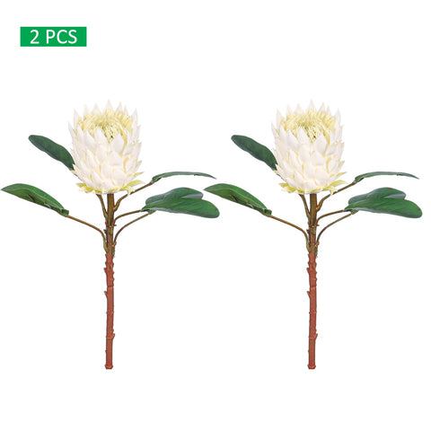 Realistic Flower King Protea Stem with Green Leaves