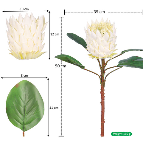 Realistic Flower King Protea Stem with Green Leaves