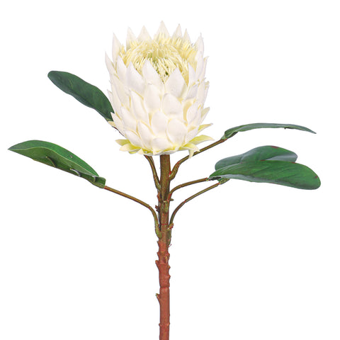 Realistic Flower King Protea Stem with Green Leaves